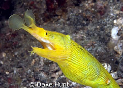 Female ribbon eel. According to Allen/Steene, et. al., th... by Dave Hunt 